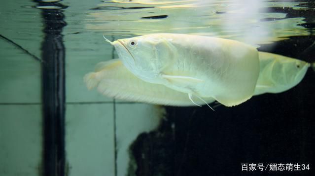 紅龍魚跟銀龍混養(yǎng)好不好養(yǎng)：混養(yǎng)紅龍魚和銀龍魚可行嗎？