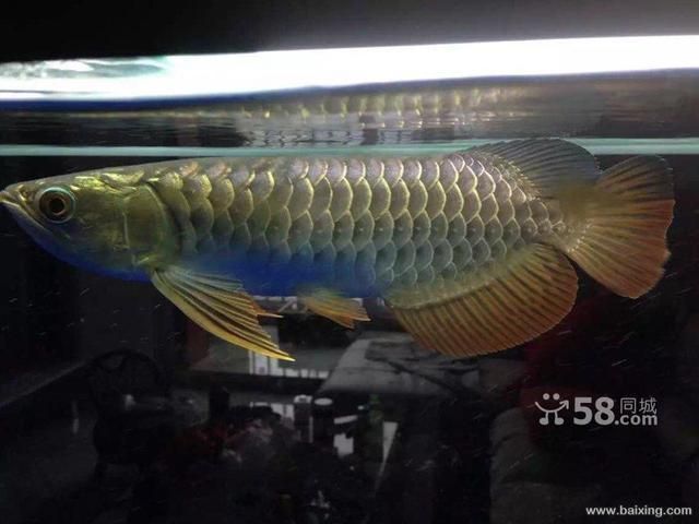 藍底過背金龍魚百度百科：藍底過背金龍魚養殖方法