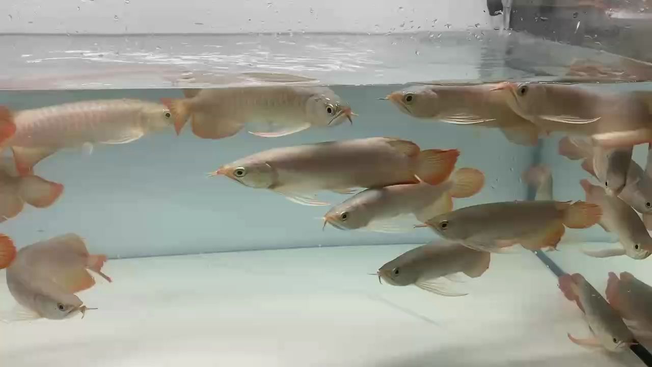 一缸高階級超選苗