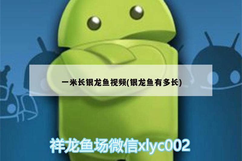 一米長(zhǎng)銀龍魚(yú)視頻(銀龍魚(yú)有多長(zhǎng))