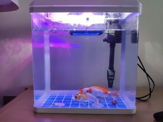 yee牌魚缸和森森怎么樣：yee牌魚缸和森森魚缸的比較