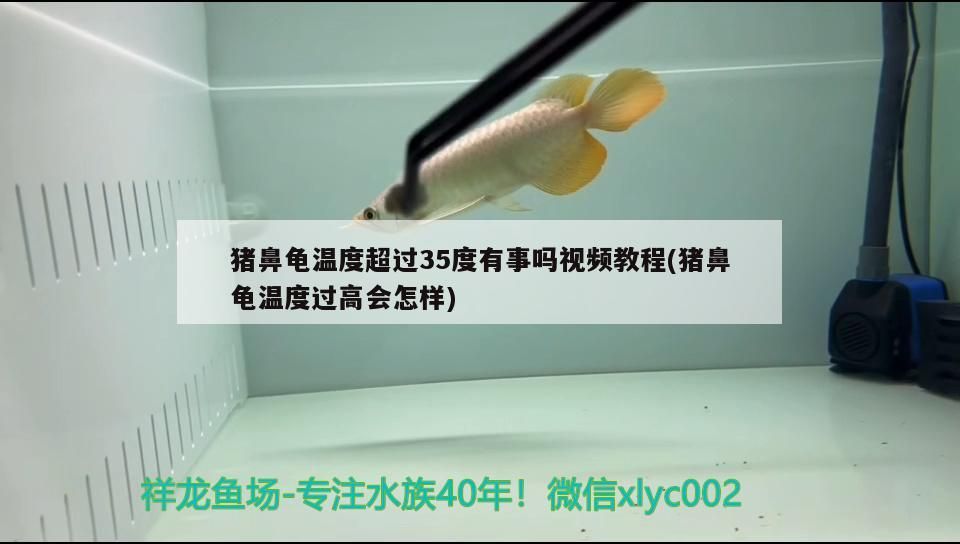 豬鼻龜溫度超過35度有事嗎視頻教程(豬鼻龜溫度過高會怎樣)