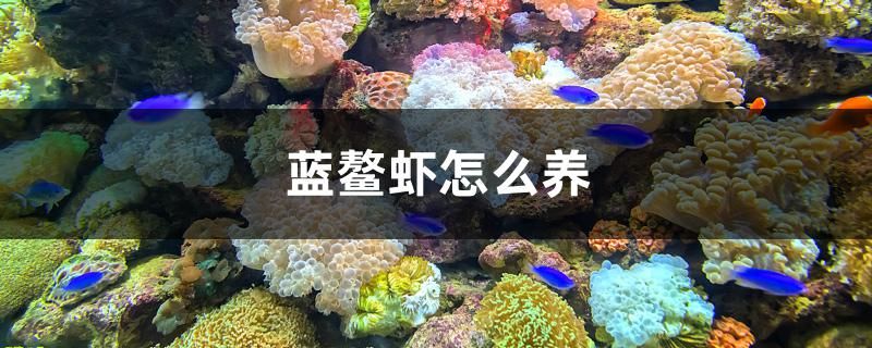 藍鰲蝦怎么養
