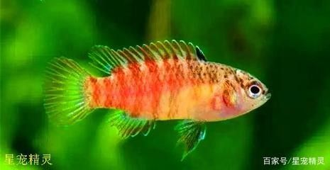 龍魚哆嗦發抖怎么回事