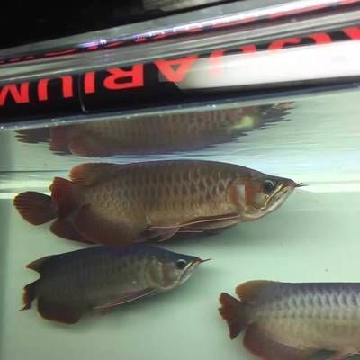 紅龍魚的發色和喂食與燈光的關系：紅龍魚的飼養技術