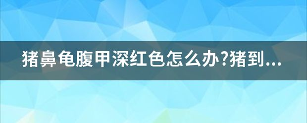 豬鼻龜底部有血絲：豬鼻龜底部出現血絲可能由多種因素引起豬鼻龜底部酸脹