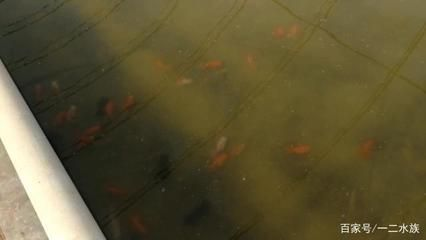 觀賞魚繁育基地（河南省開封市觀賞魚繁育基地觀賞魚繁育技術概覽觀賞魚繁育基地）