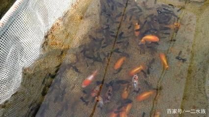 觀賞魚繁育基地（河南省開封市觀賞魚繁育基地觀賞魚繁育技術概覽觀賞魚繁育基地）