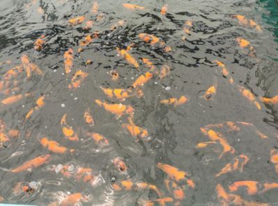 觀賞魚繁育基地（河南省開封市觀賞魚繁育基地觀賞魚繁育技術概覽觀賞魚繁育基地）