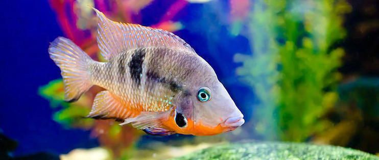 婁底哪里有賣魚缸的市場地址啊多少錢（婁底哪里有賣魚缸的市場地址啊多少錢一斤）