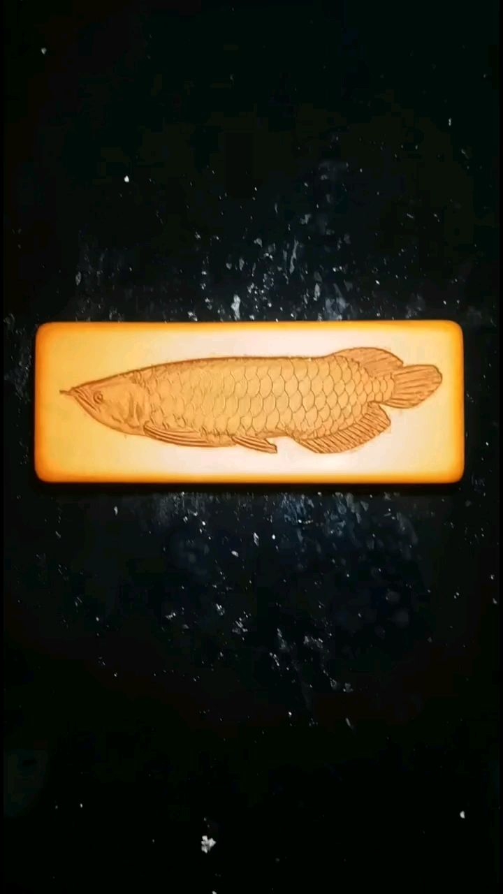 不用換水不喂食不怕掉眼與腸炎