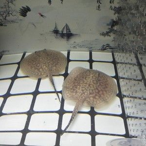 皇冠珍珠魟魚多大能繁殖：皇冠珍珠魟魚多大能繁殖皇冠珍珠魟魚的繁殖條件