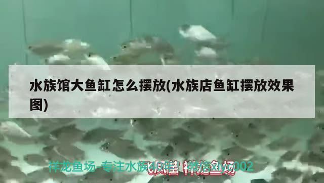 水族館魚(yú)缸擺放：水族館魚(yú)缸擺放對(duì)于觀賞者的體驗(yàn)至關(guān)重要不僅影響觀賞效果