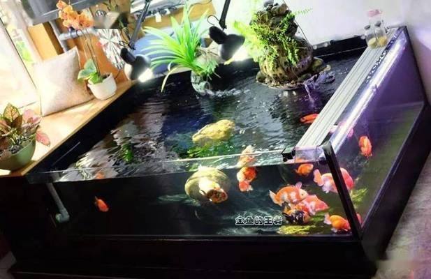 水族館魚缸擺放：水族館魚缸擺放對于觀賞者的體驗至關重要不僅影響觀賞效果