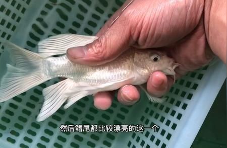 普身蝴蝶鯉是什么意思（普身蝴蝶鯉怎么養？）