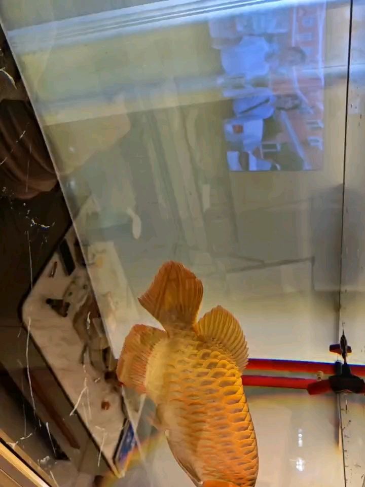 50公分大紅龍，未來可期可滿鱗
