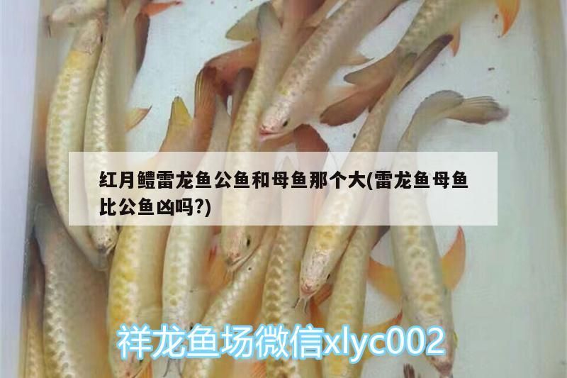 銀龍魚的牙（銀龍魚牙圖片高清） 銀龍魚的牙（銀龍魚牙圖片高清） 帝龍漁業(yè)