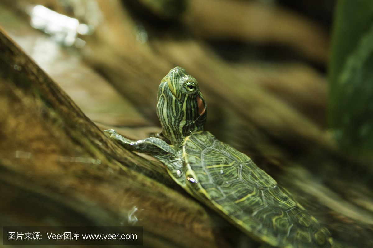 水族館店鋪照片：關于水族館店鋪照片的分析