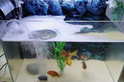 50公分的魚缸可以養(yǎng)幾條錦鯉呢：錦鯉養(yǎng)殖注意事項錦鯉養(yǎng)殖注意事項錦鯉養(yǎng)殖注意事項