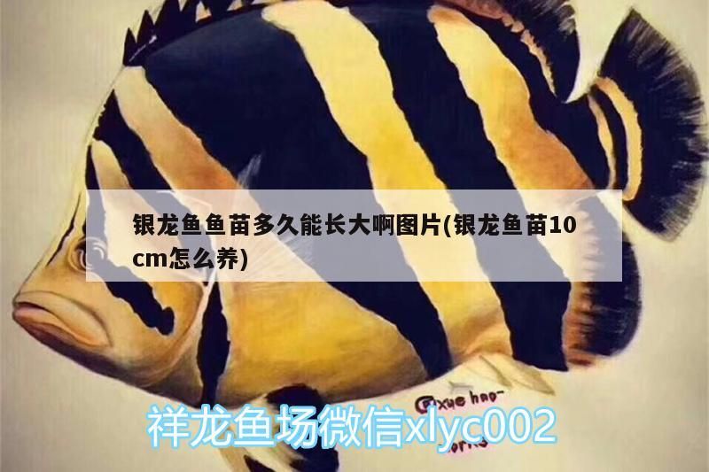銀龍魚魚苗多久能長大啊圖片(銀龍魚苗10cm怎么養)
