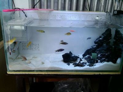 80公分魚缸養多少魚合適：80公分的魚缸適合養什么魚？