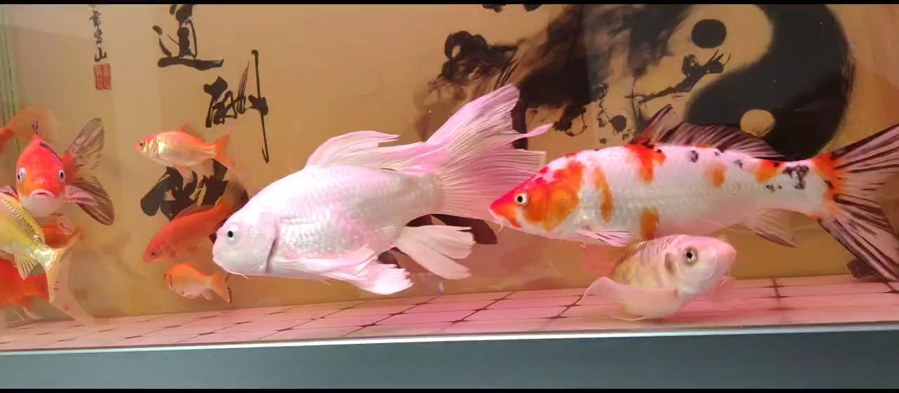 今晚魚兒特精神