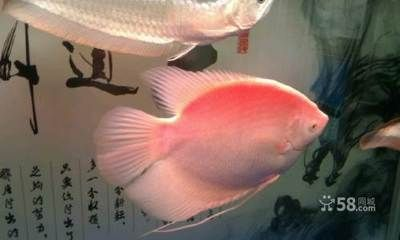 觀賞魚實體店價格貴（觀賞魚實體店價格）