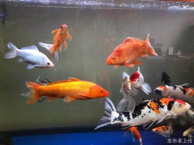 觀賞魚實體店價格貴（觀賞魚實體店價格）