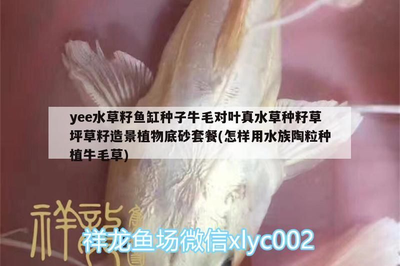 yee水草籽魚缸種子牛毛對葉真水草種籽草坪草籽造景植物底砂套餐(怎樣用水族陶粒種植牛毛草)