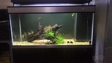 博特魚(yú)缸好彩蝶魚(yú)缸好：\"博特魚(yú)缸好彩蝶魚(yú)缸好\"
