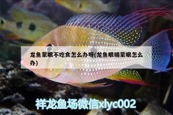 元寶鳳凰魚(yú)不吃食：元寶鳳凰魚(yú)不吃食可能是由多種因素引起的
