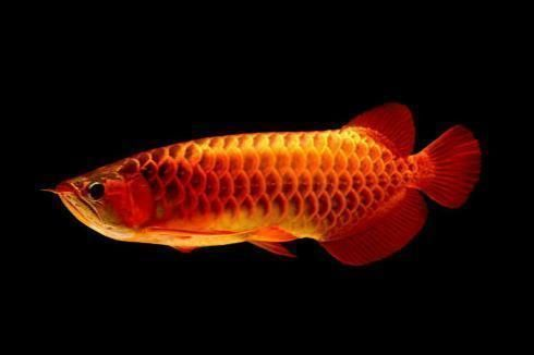 龍魚吃的凍蝦要解凍多久vs祥龍魚場：龍魚吃的凍蝦要解凍多久