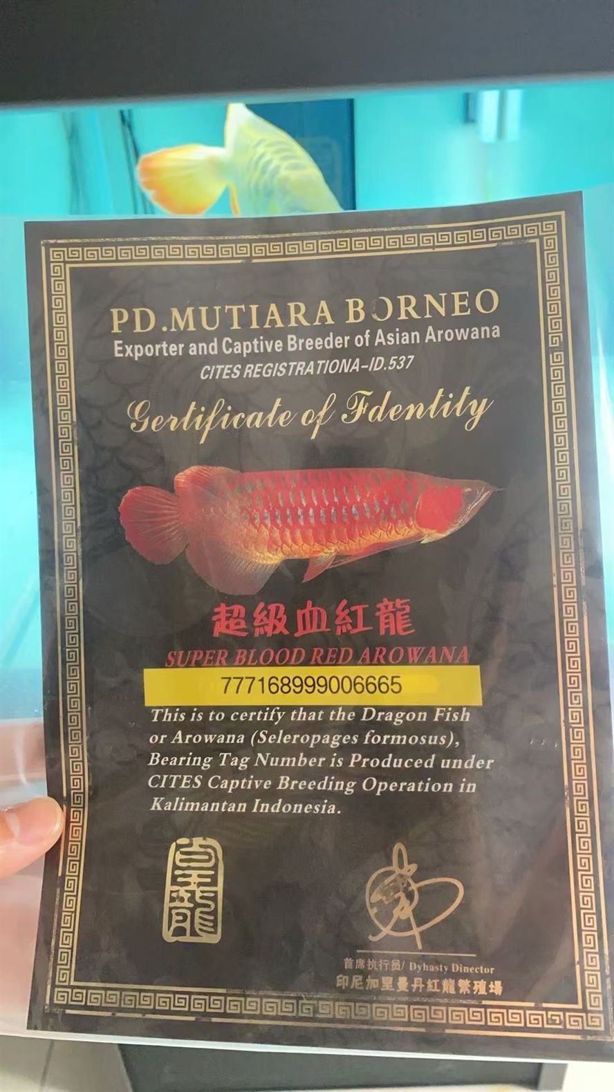 求助一下這個證書的魚真呢查詢真偽啊， 求助一下這個證書的魚真呢查詢真偽啊， 龍魚論壇