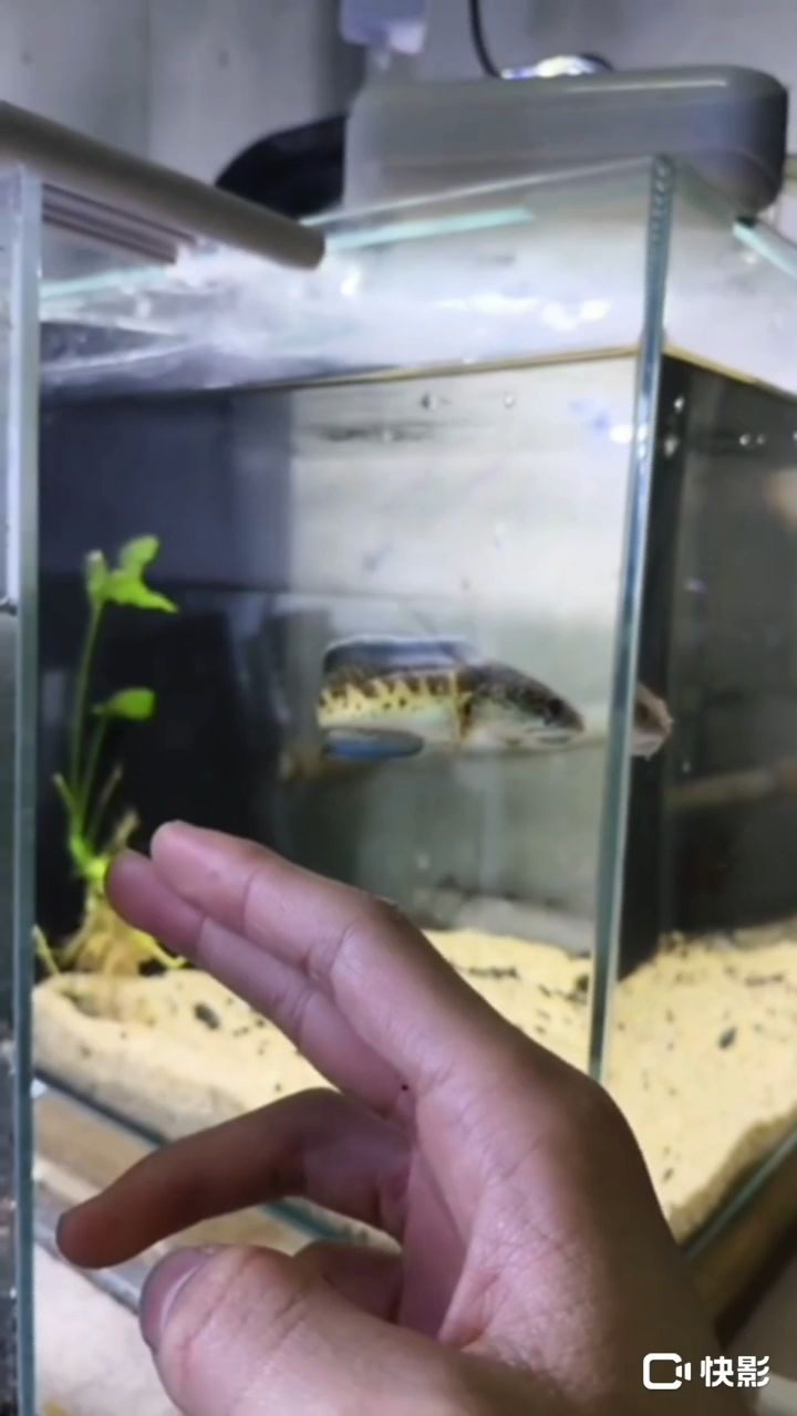 不想玩了，出魚買魚送魚缸。黃金眼鏡蛇
