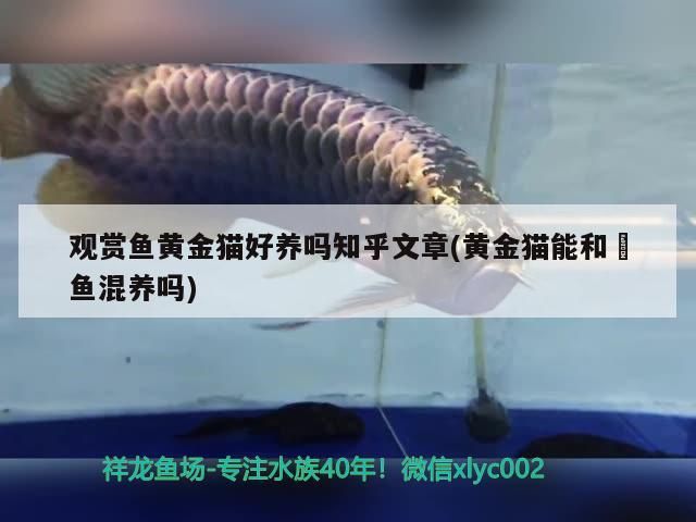 觀賞魚黃金貓好養嗎知乎文章(黃金貓能和魟魚混養嗎)