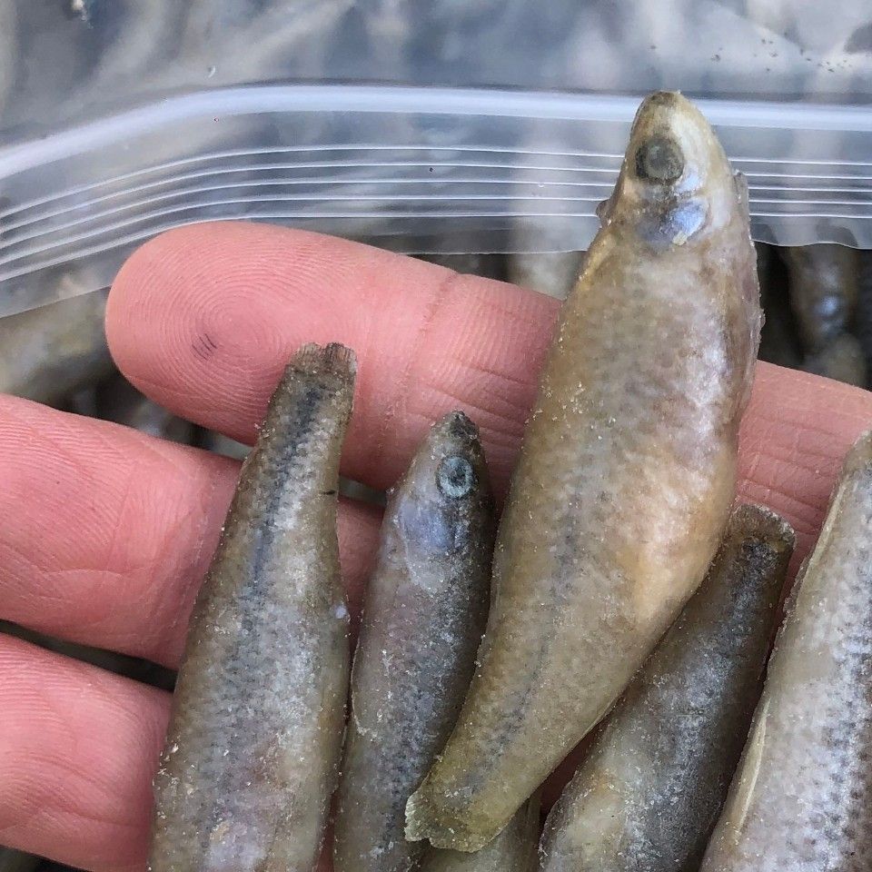 新鮮速凍的麥穗魚 喂魚魚食