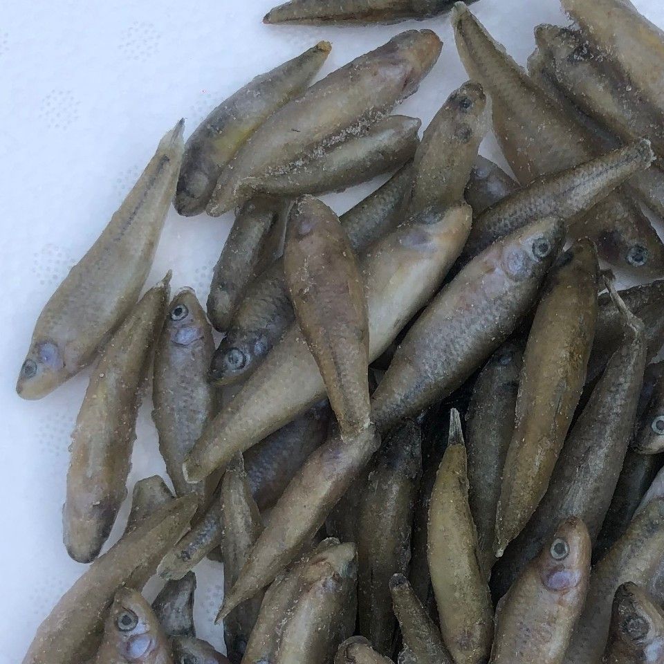 新鮮速凍的麥穗魚 喂魚魚食