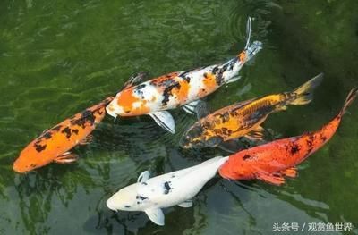 觀賞魚蒙眼怎么治療（觀賞魚蒙眼病怎么辦） 觀賞魚蒙眼怎么治療（觀賞魚蒙眼病怎么辦） 愛龍仕 第4張
