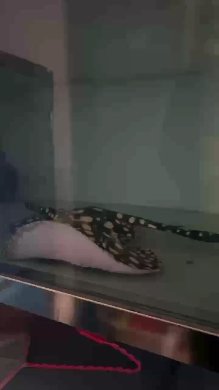 肥仔