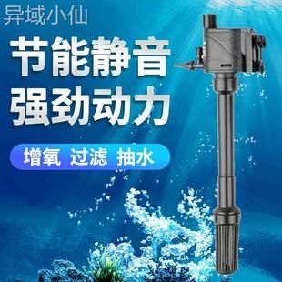 天王紅龍魚怎么樣養(金龍魚紅龍魚哪個好養)