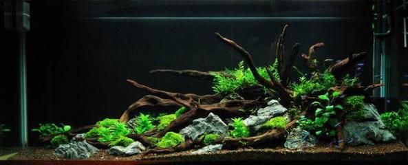 魚(yú)龍潛躍的寓意，從傳統(tǒng)象征到現(xiàn)代啟示