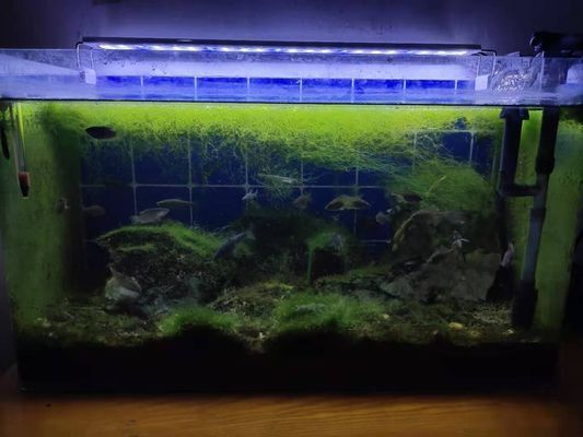 金龍魚魚缸要放多少鹽和水，金龍魚缸放鹽和水的量應根據水質狀況和金龍魚的需求來決定 金龍魚魚缸要放多少鹽和水，金龍魚缸放鹽和水的量應根據水質狀況和金龍魚的需求來決定 魚缸百科 第4張