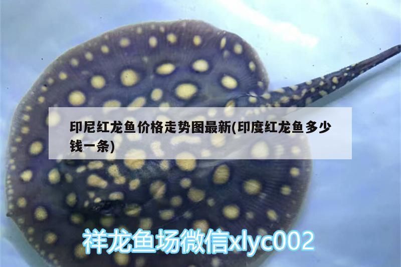 印尼紅龍魚價(jià)格走勢(shì)圖最新(印度紅龍魚多少錢一條)