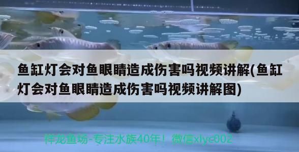 魚(yú)缸燈會(huì)對(duì)魚(yú)眼睛造成傷害嗎視頻講解(魚(yú)缸燈會(huì)對(duì)魚(yú)眼睛造成傷害嗎視頻講解圖)
