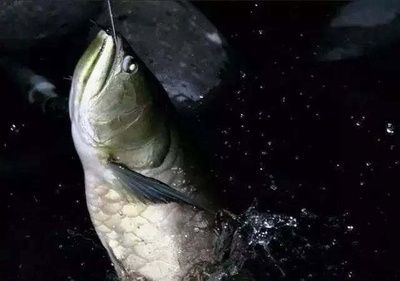 魟魚的倒刺：關于魟魚倒刺的一些詳細信息