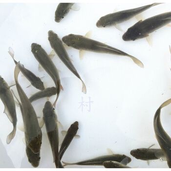 1～3厘米鯉魚苗的圖片（1～3厘米鯉魚苗圖片）