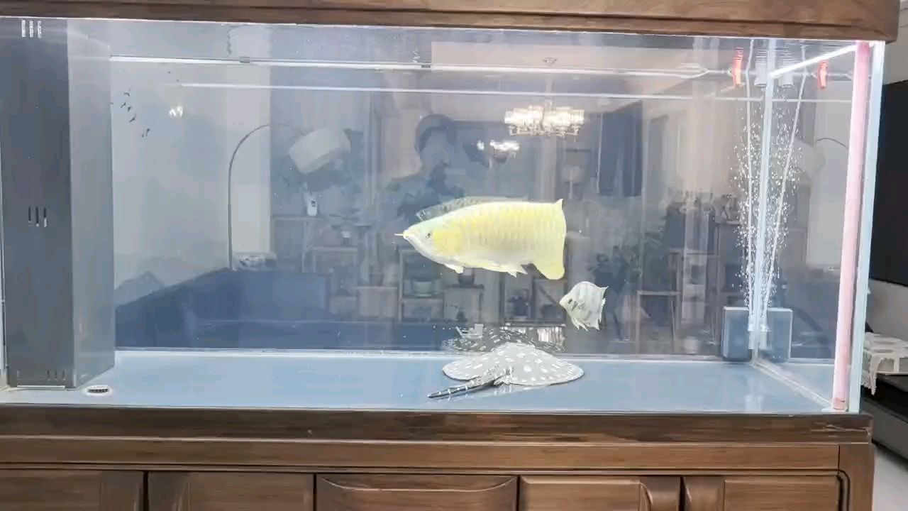 入缸兩年