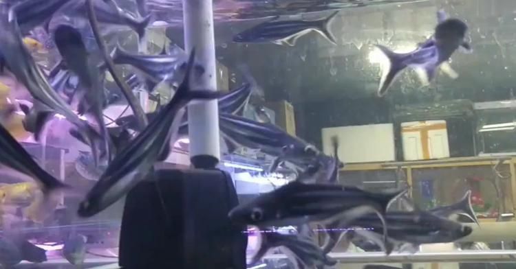 魚缸 成吉思汗鯊魚缸小能不能養(yǎng)活(成吉思汗鯊的飼養(yǎng)方法) yee 成吉思汗鯊魚缸小能不能養(yǎng)活(成吉思汗鯊的飼養(yǎng)方法) 成吉思汗鯊魚缸小能不能養(yǎng)活(成吉思汗鯊的飼養(yǎng)方法) yee