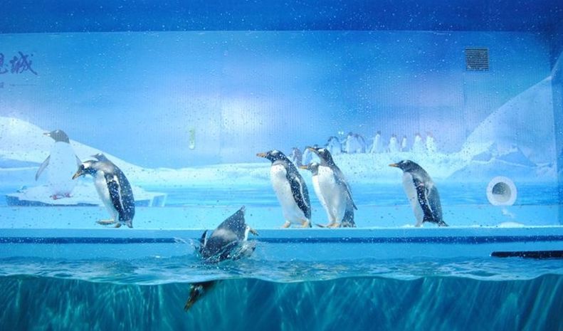 水族館開業活動方案怎么寫：水族館開業活動是一項重要事件