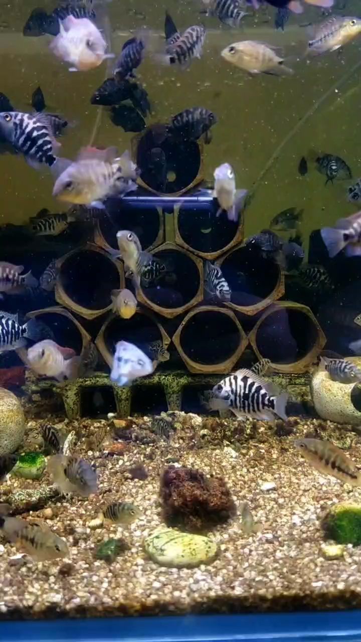迷你小魚